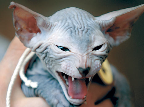 SphynxDM_468x347.jpg