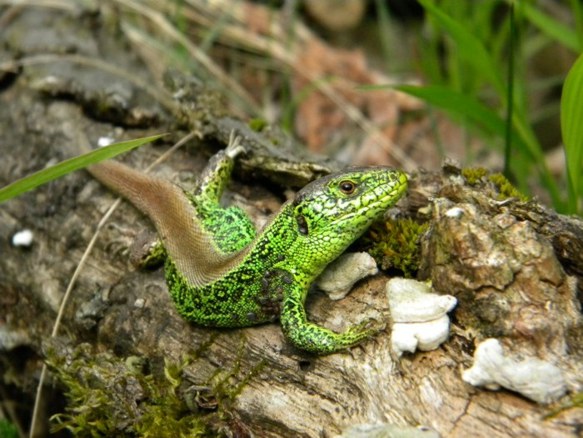 lacerta agilis2.jpg