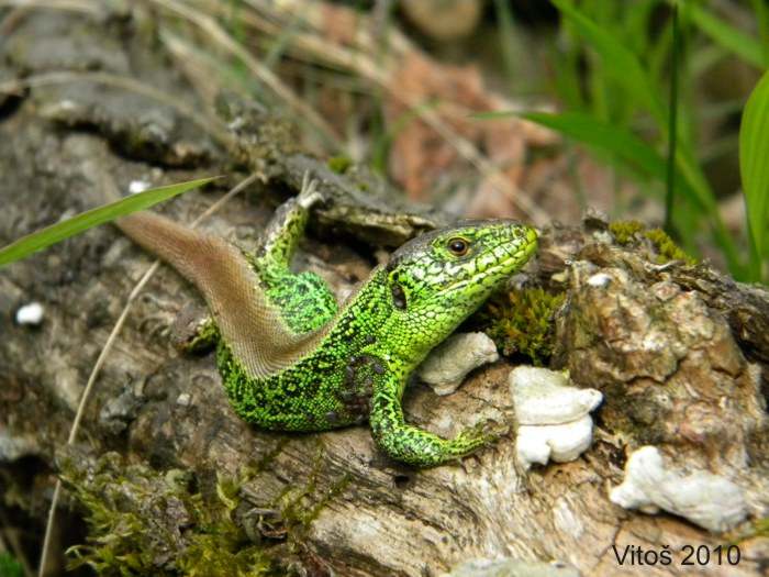 lacerta agilis 3.jpg