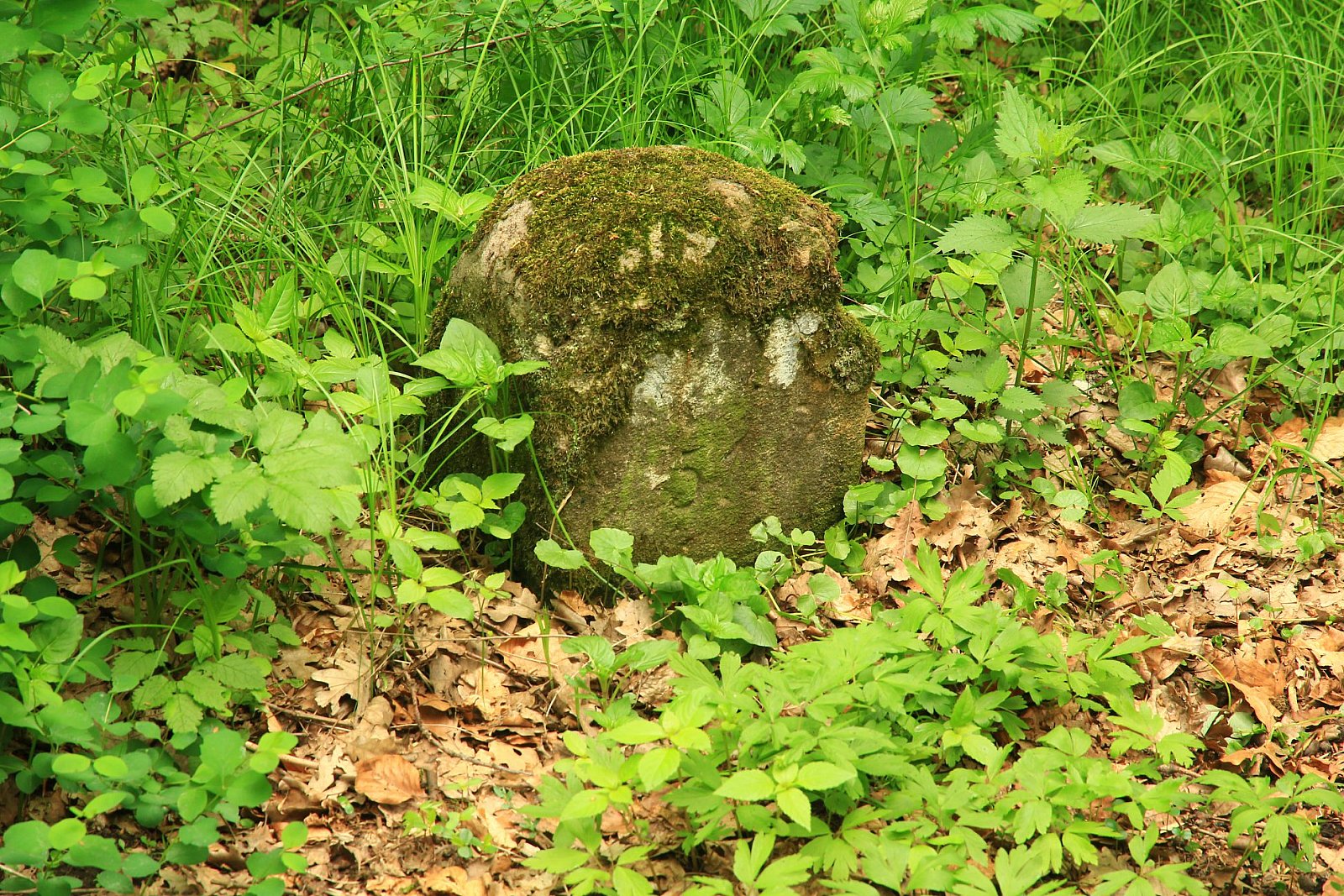 2019 05 03 Bateryjnym Szlakiem w Lasku Wolskim