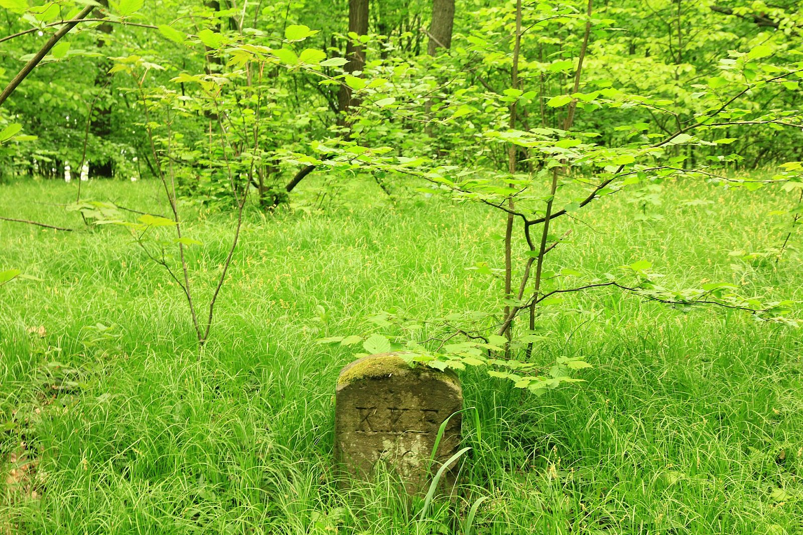 2019 05 03 Bateryjnym Szlakiem w Lasku Wolskim